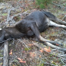 Moose Down