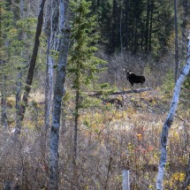bull___200_yds