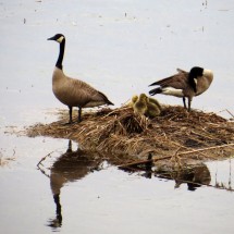 geese