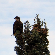 golden eagle