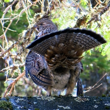grouse on shed roof