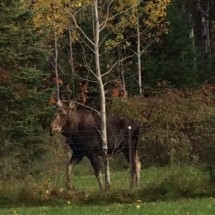 moose2