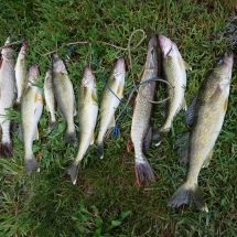 nice mess of fish