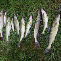 nice_mess_of_fish
