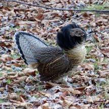 puffed up grouse
