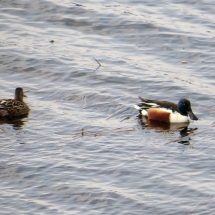 shoveler