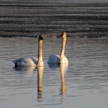 swans1