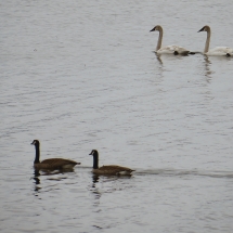 swans2