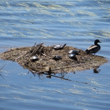 turtle island