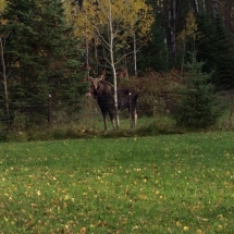 oose1